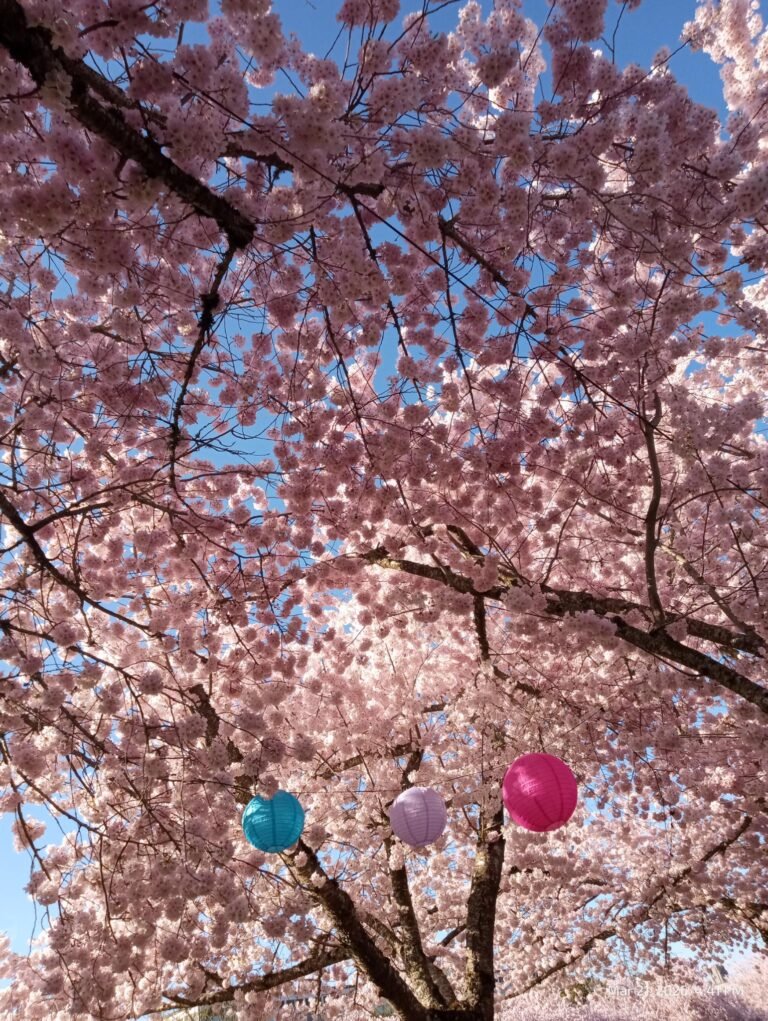 Blossoms in Spring just for me :]